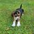 beagle new